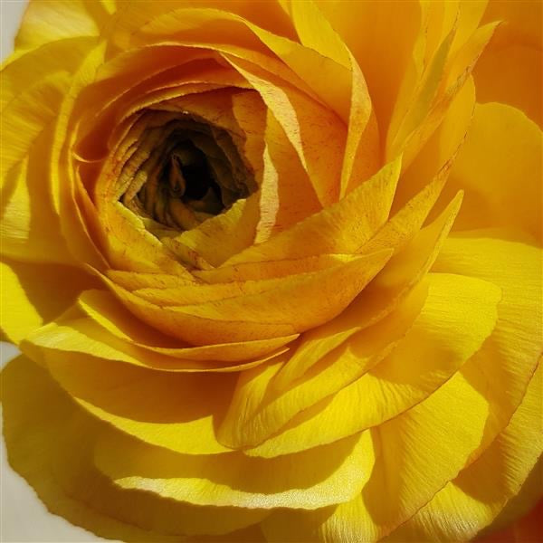 Amandine Ranunculus Corms; Pastel Lemon- Pack of 10