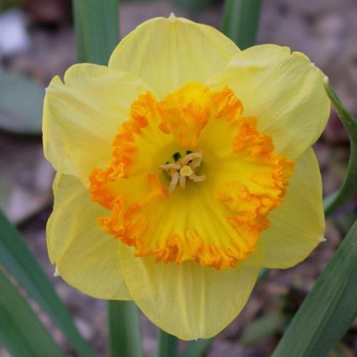 The Happy Hour Daffodil Bouquet Collection, 20 Bulbs