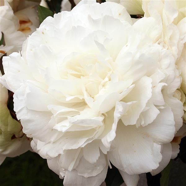 Peony Ann Cousin