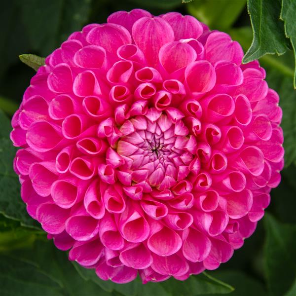 Jowey Frambo Pink Ball Dahlia