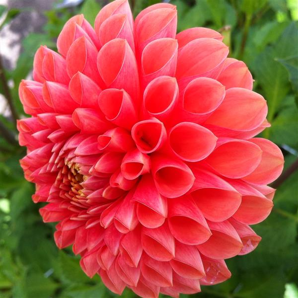 Jowey Linda Pink apricot Ball Dahlia