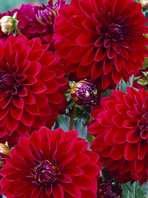 Karma Naomi Burgundy Dahlia tuber for sale