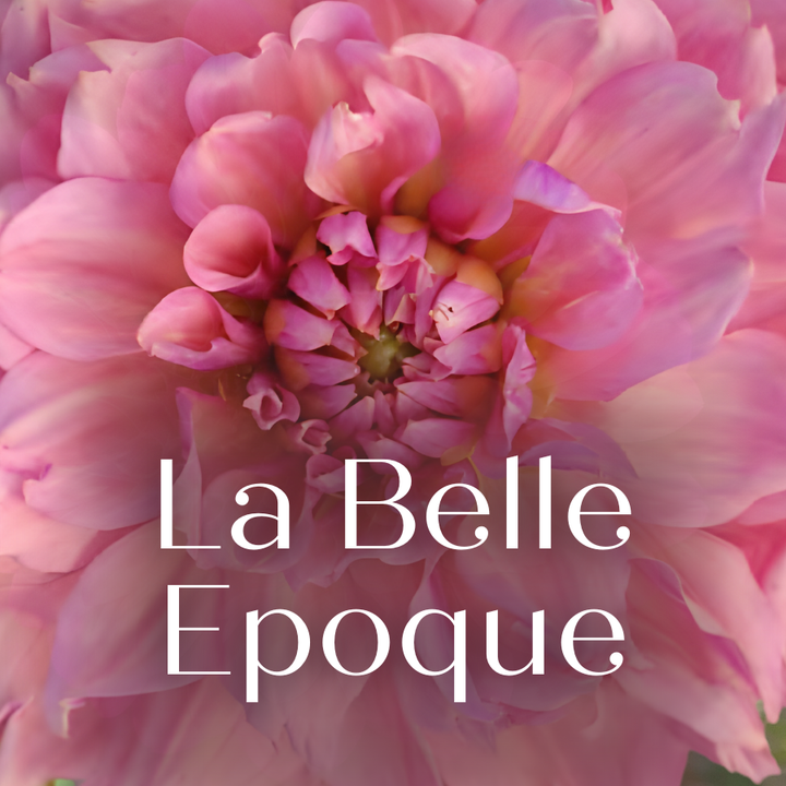 The exquisite La Belle Epoque flower in bloom, a Dahlia Tuber from The Happy Hour Flowers, offering a beautiful display for cut flower arrangements and perfect for planting as a new variety.