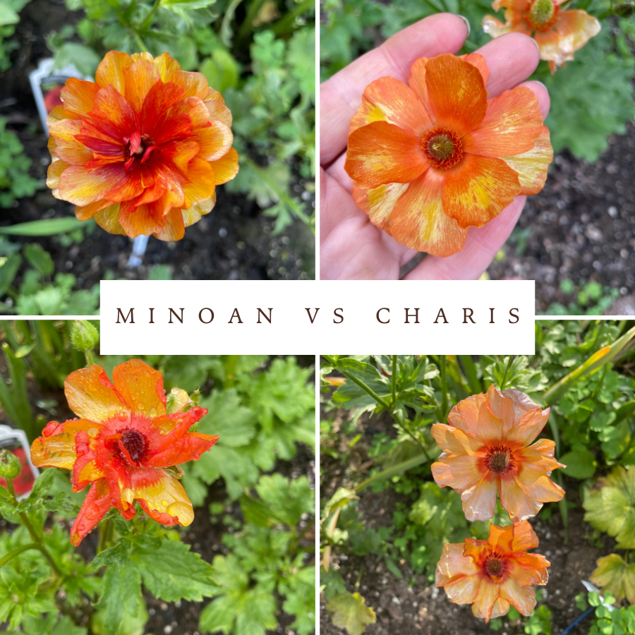 Comparison of Butterfly Ranunculus flowers, Minoan and Charis, showcasing their vibrant shades of orange and copper. The image features close-ups of the blooms to highlight their delicate and resilient petal texture. Perfect for showcasing the beauty of Charis Butterfly Ranunculus Corms; Charis - Pack of 5 from The Happy Hour Flowers.