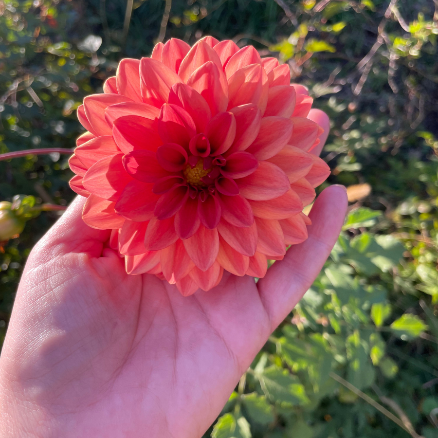 A vibrant hand holding a stunning Orange Girl Dahlia flower, showcasing its multicolored petals in shades of orange and pink. This gorgeous flower is part of The Happy Hour Flowers' collection, known for its easy to grow dahlia varieties. Explore these colorful dahlia tubers to enhance your garden blooms with amber and plum hues, perfect for outdoor plants.