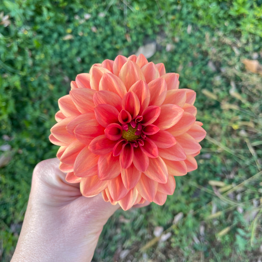 A close-up view of a colorful Orange Girl Dahlia held in a hand, highlighting its intricate petal design and stunning blooms. From The Happy Hour Flowers, this dahlia is an ideal choice for your plant collection, offering a vibrant addition to any garden with its easy to grow nature and beautiful hues of amber and wine.