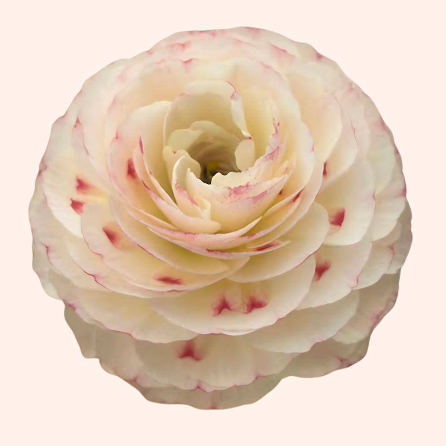 Orleans Romance Ranunculus corms for sale