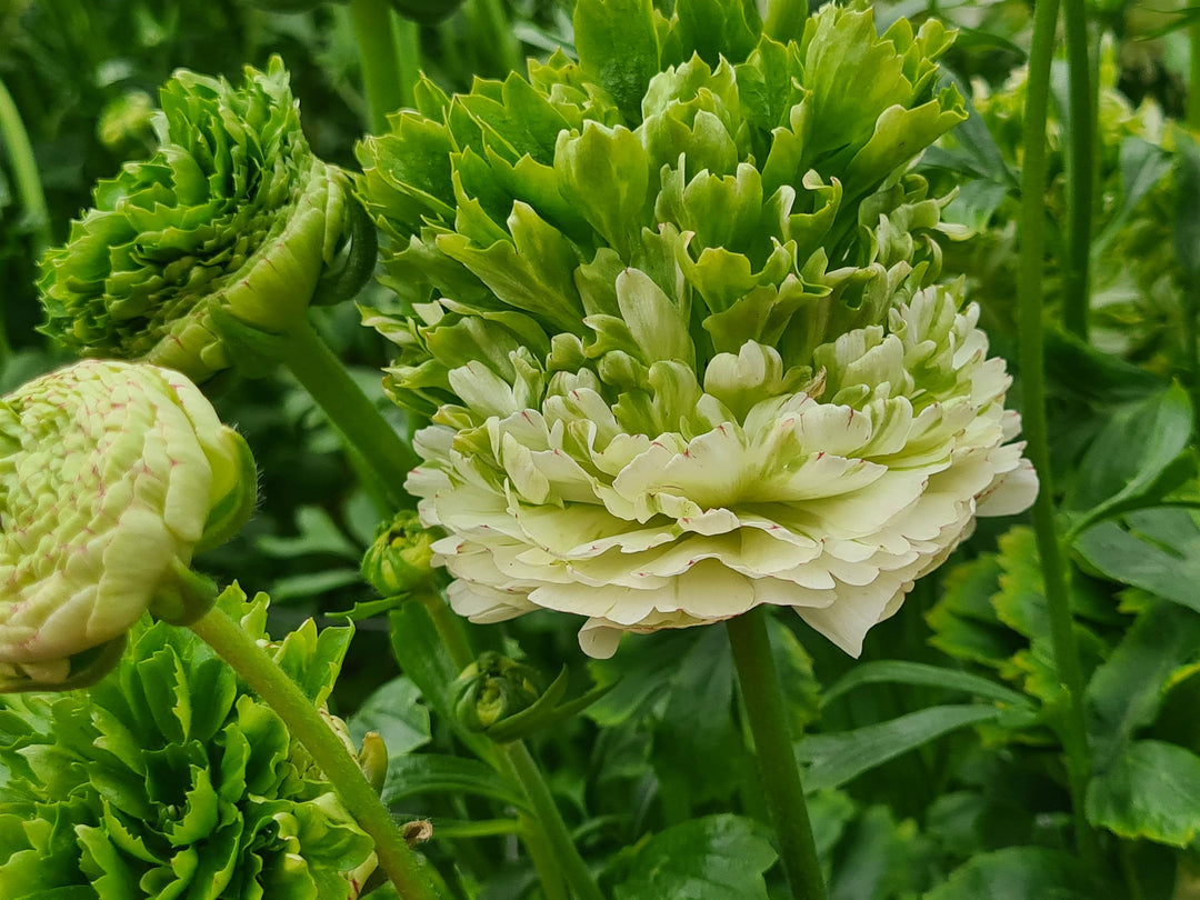 Romance Ranunculus Corms; Crown Giverny- Pack of 5