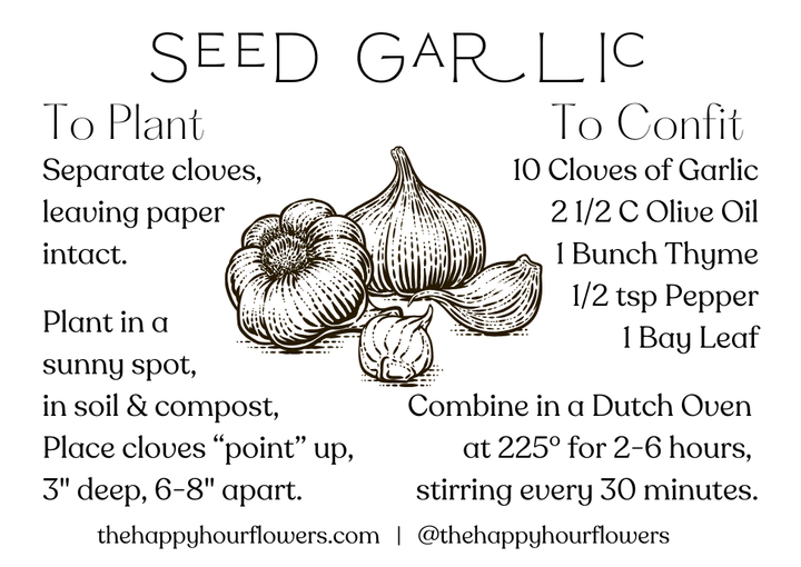 Garlic Bulb; Pack of 3