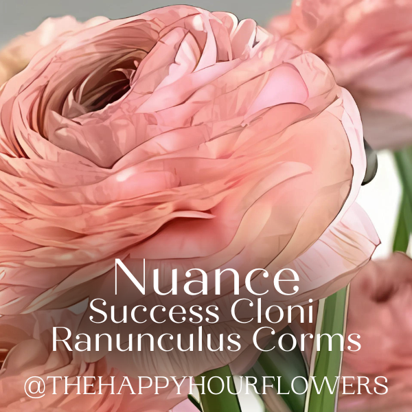 Success Cloni Nuance Ranunculus