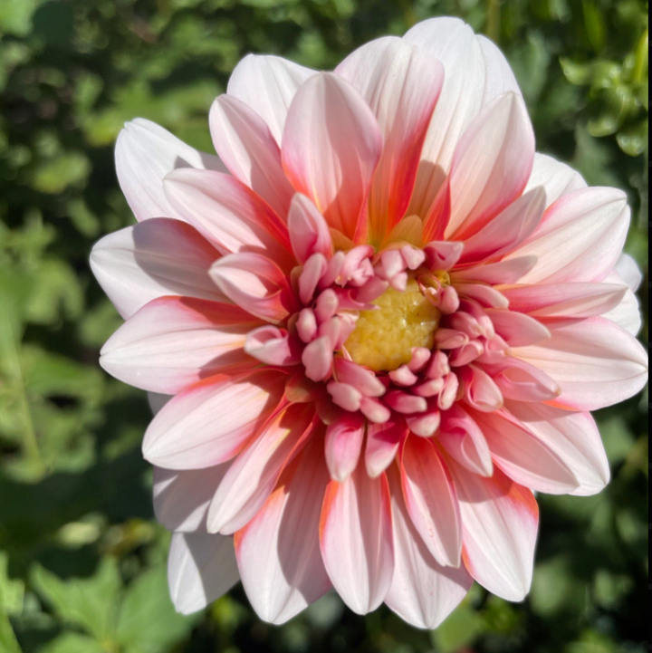 Tangerine Dream Dahlia HHF