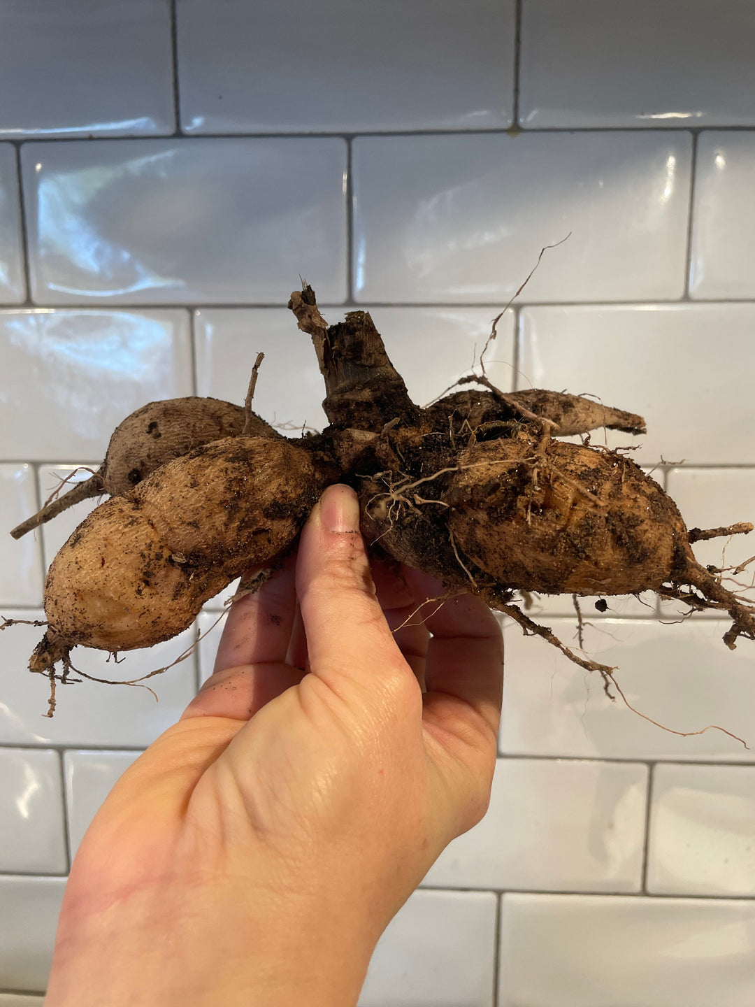 Dahlia Tuber clump