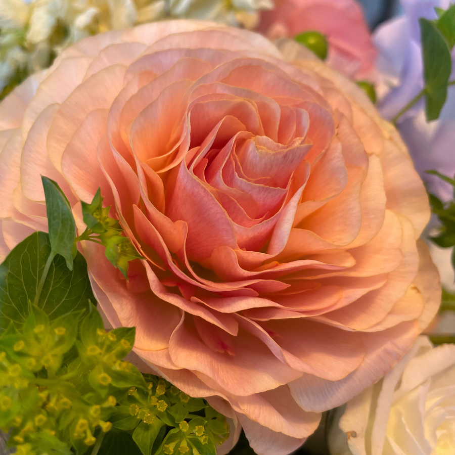 Romance Ranunculus Corms; Ferrand- Pack of 5