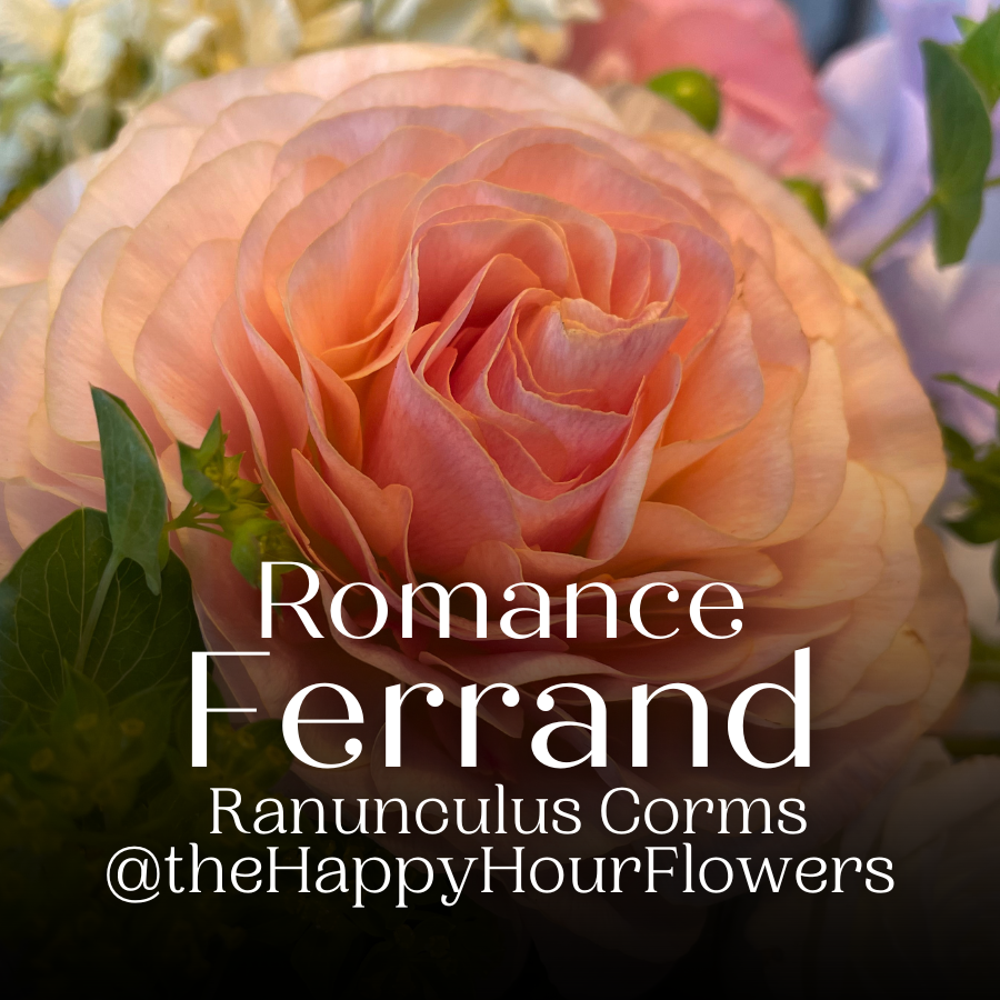 Romance Ranunculus Corms; Ferrand- Pack of 5