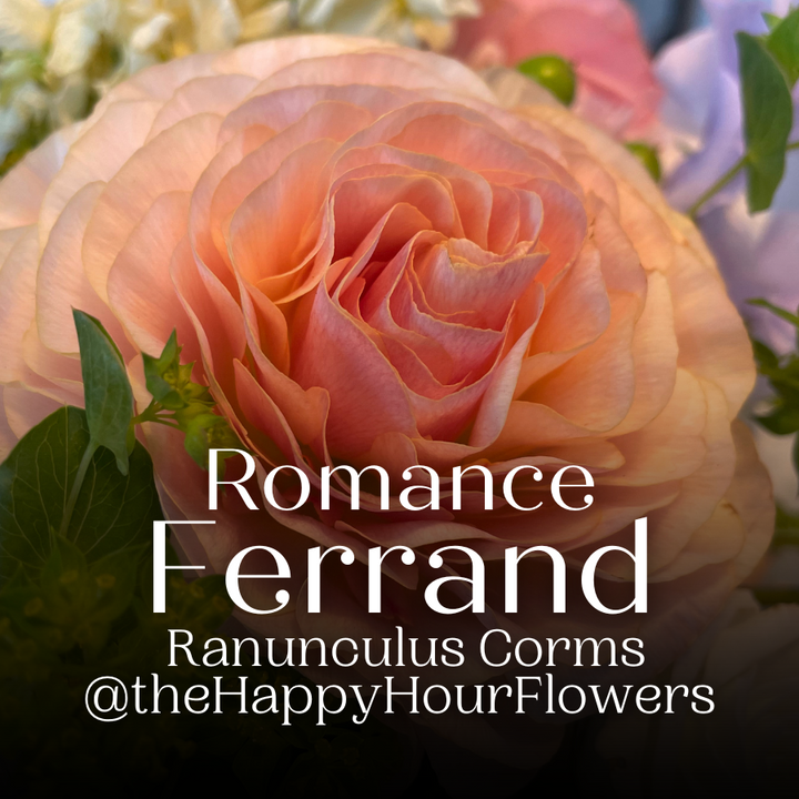 Romance Ranunculus Corms; Ferrand- Pack of 5