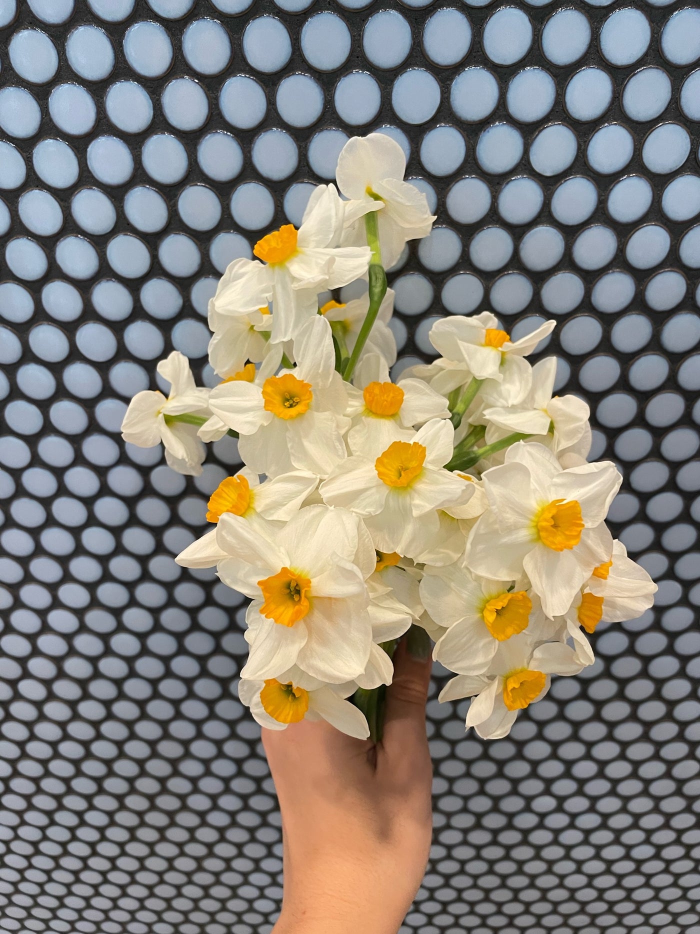 Daffodil Bulbs-The Happy Hour Fragrant Collection