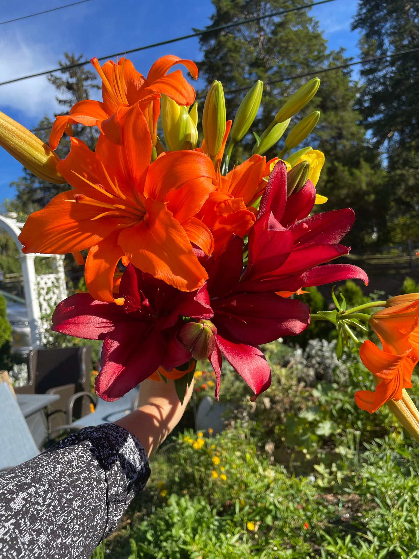 Lily Fall Color Collection