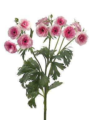 Hera Butterfly Ranunculus Pink