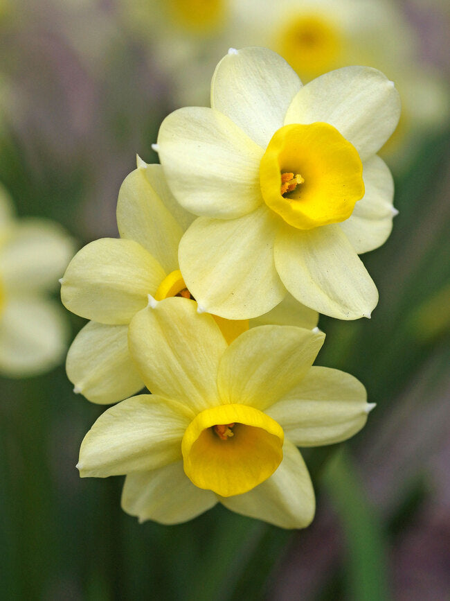 Daffodil Bulbs-The Happy Hour Cheers Collection
