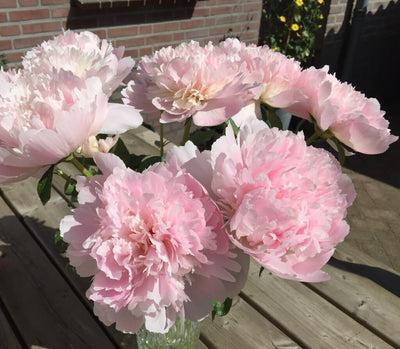 Peony Bare Roots (Pre-Order)