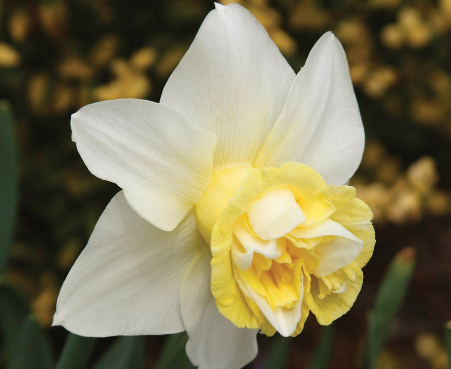 Daffodil Bulbs-The Happy Hour Cheers Collection