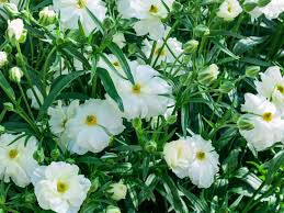graces Butterfly Ranunculus