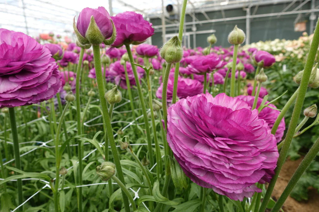  Romance Ranunculus Loubeyres 