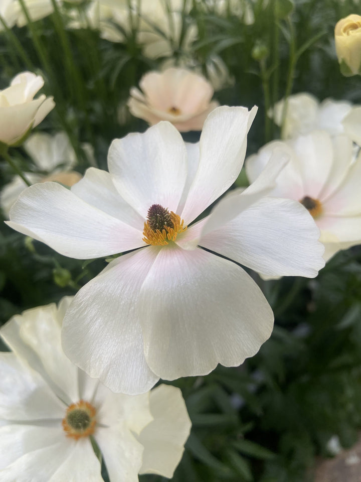 a bunch of white flowers that are in a vase