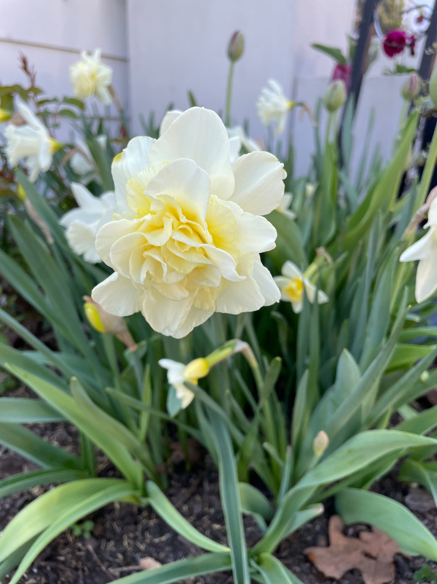 Daffodil Bulbs-The Happy Hour White Collection