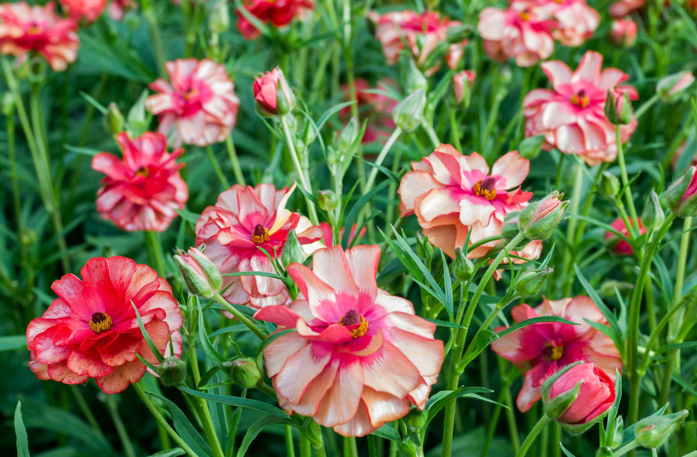 Ranunculus Butterfly Musa Corms