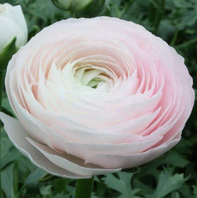Ranunculus Clone Ginette