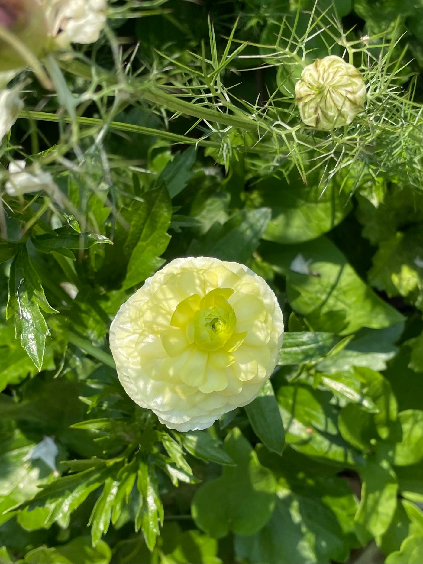 Ranunculus Butterfly Litai Corms
