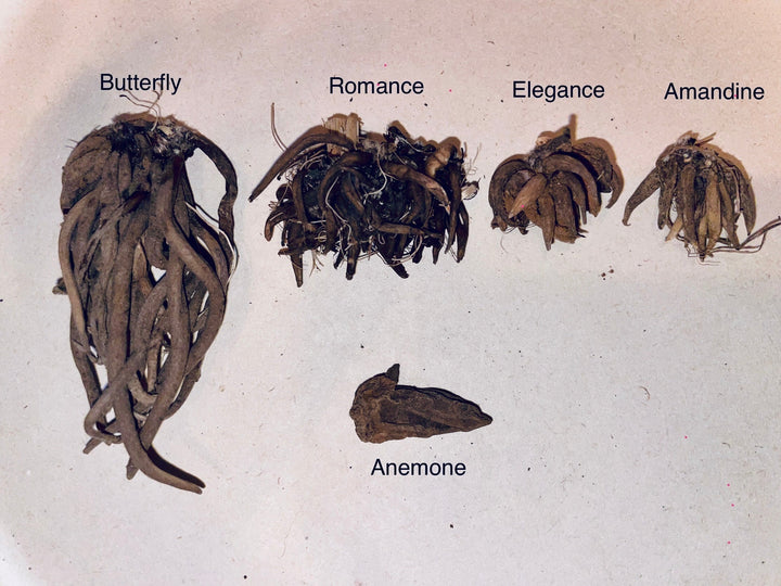 Display of various Butterfly Ranunculus corms, labeled with names, illustrating different types available from The Happy Hour Flowers.