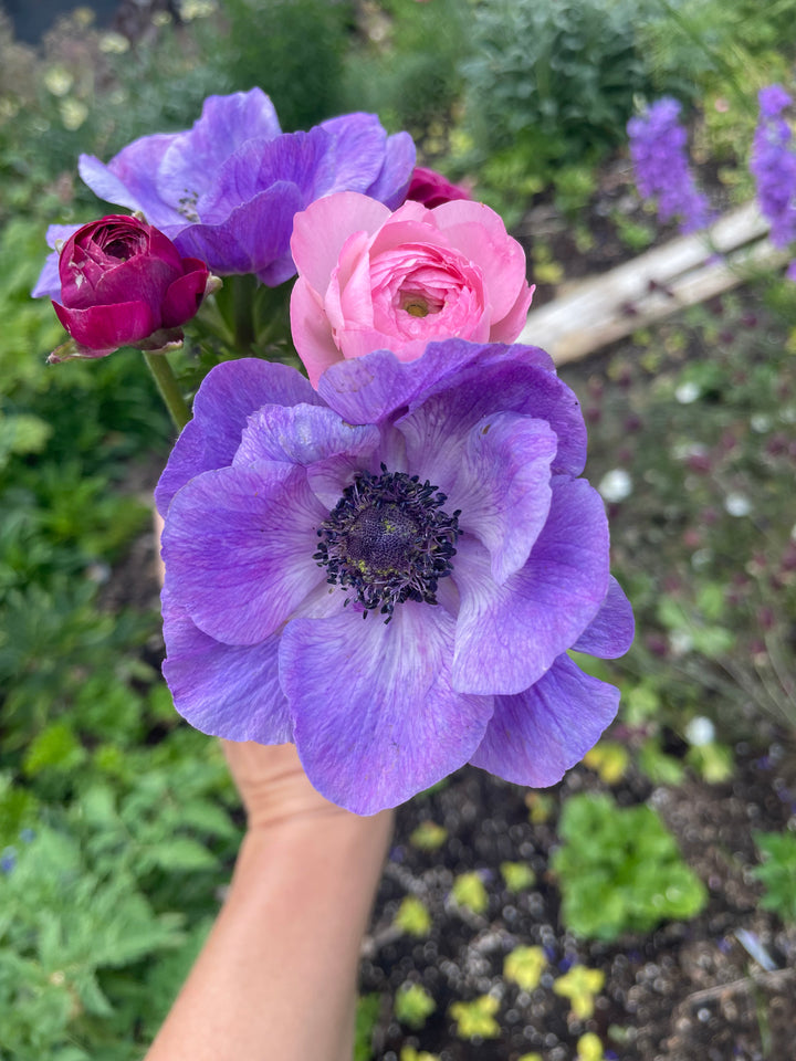 Marianne Lavender Anemone