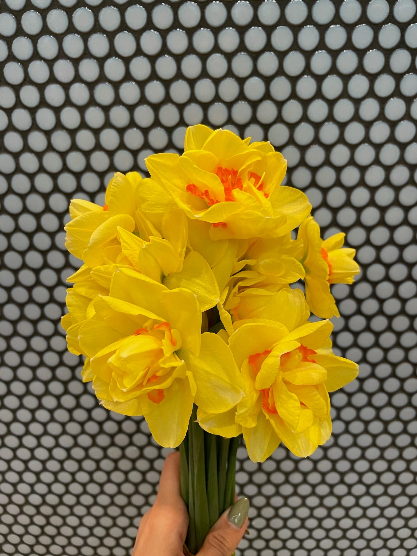 Daffodil Bulbs-The Happy Hour Cheers Collection