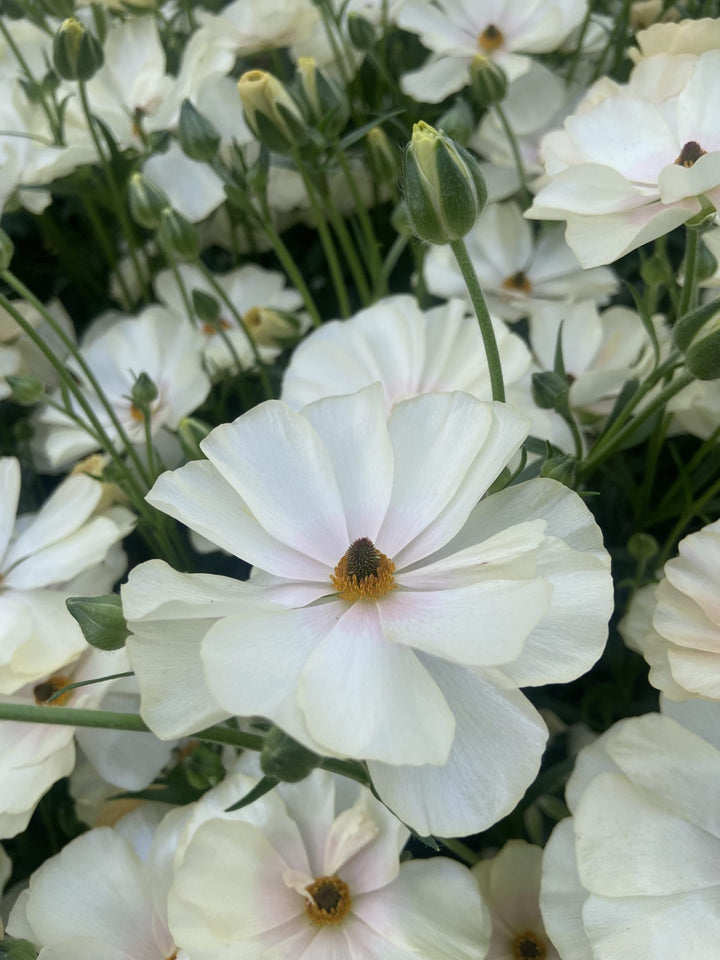 a bunch of white flowers with green stems