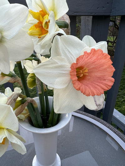 Pre Order Daffodil Bulbs-The Happy Hour Bouquet Collection