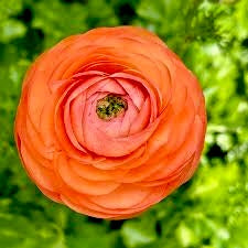 Half-Clone Ranunculus Corms - Pack of 5 – The Happy Hour Flowers