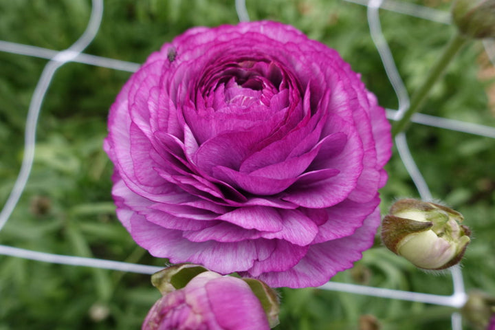  Romance Ranunculus Loubeyres 