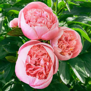 Peony Bare Roots (Pre-Order)