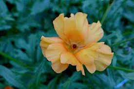 Ranunculus Butterfly Charis Corms