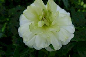 Ranunculus Butterfly Graces Corms