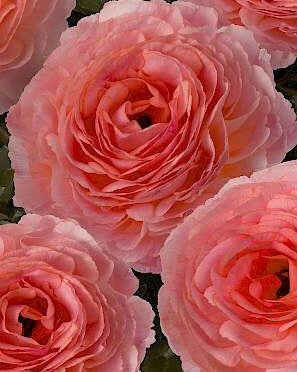 Nohant Romance Ranunculus