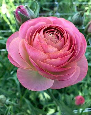 Nohant Romance Ranunculus