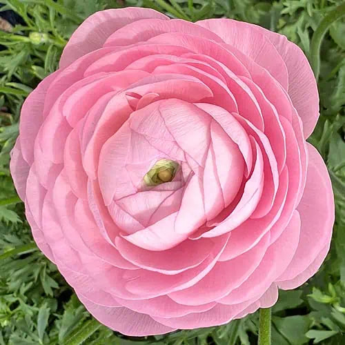Ranunculus Half-Clone Marshmallow
