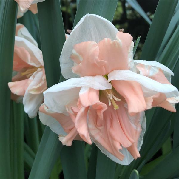 Daffodil Bulbs-The Happy Hour Pink Collection