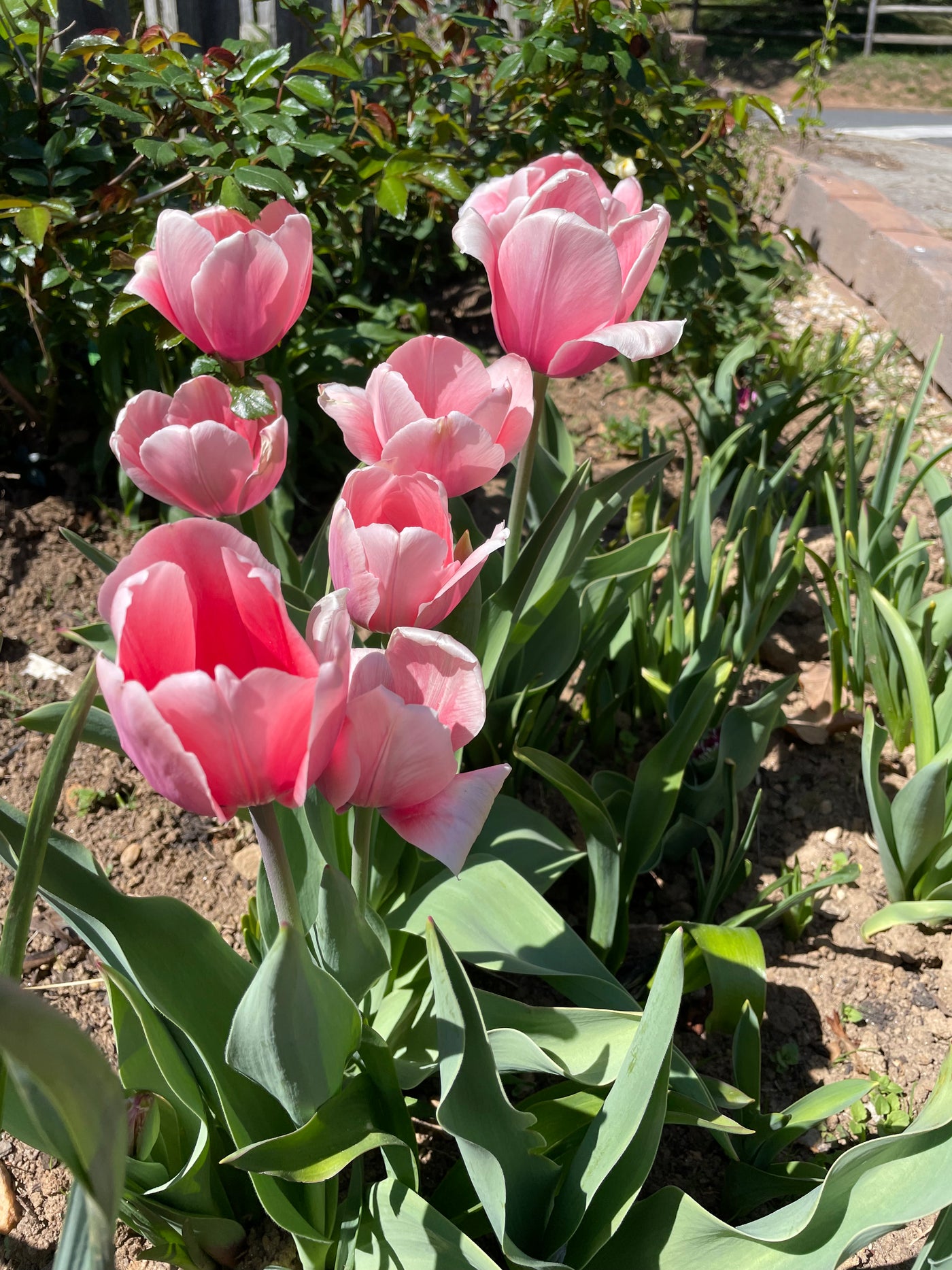 Tulip Bulbs-Rosé Mix (Pre-Order)