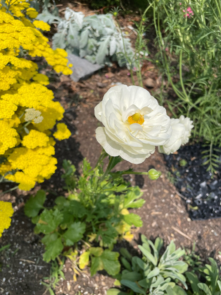 Ranunculus Butterfly Ninos Corms