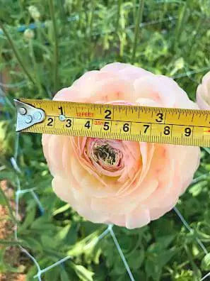 Ranunculus Romance Maritime
