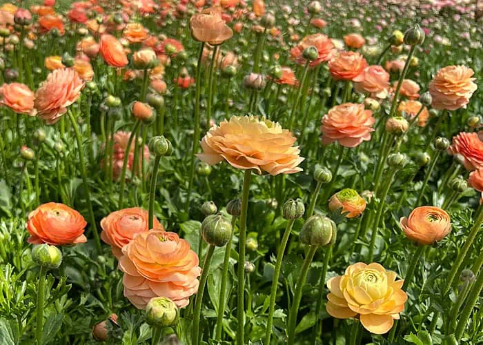 half clone tango ranunculus orange